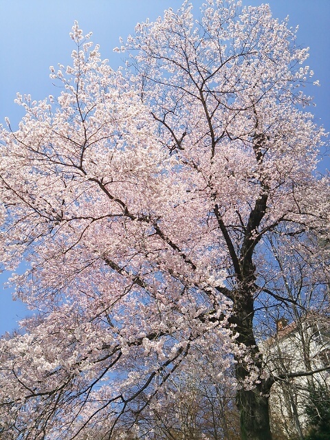 実美桜